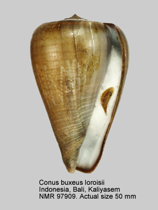 Conus buxeus loroisii (17).jpg - Conus buxeus loroisiiKiener,1846